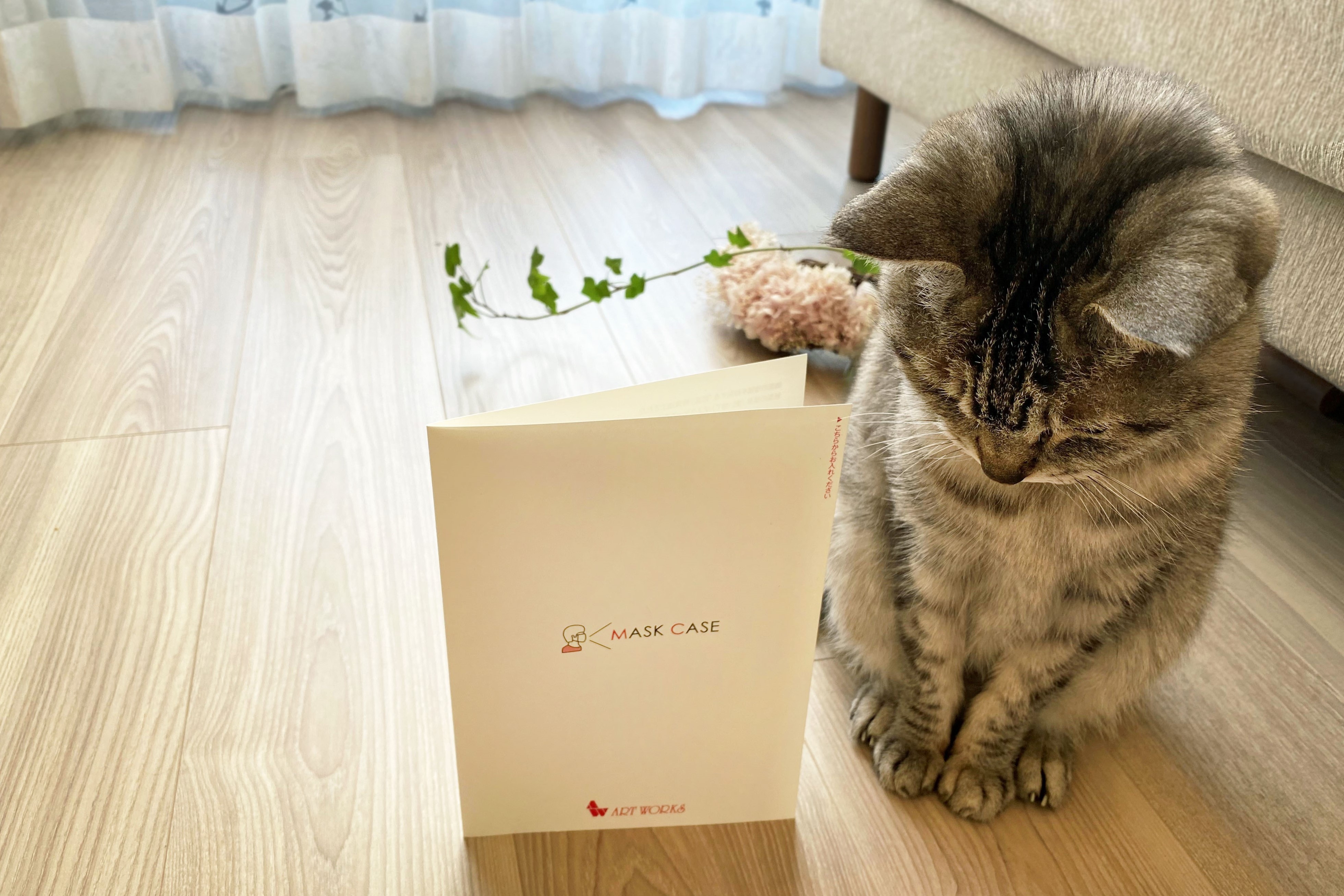マスクケースと猫